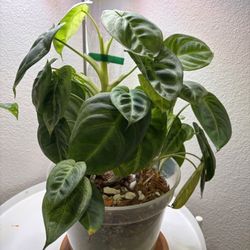 Syngonium Chiapense ‘Frosted Heart’ 8 inch pot