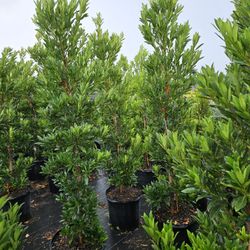 Japanese Blueberry over 6 to 7 feet tall 