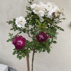 Rose Tree Plant, 5 Feet Tall In 5 Gallons Por Pick Up Only