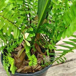 Aspidistra (Cast Iron) And Fern Plants