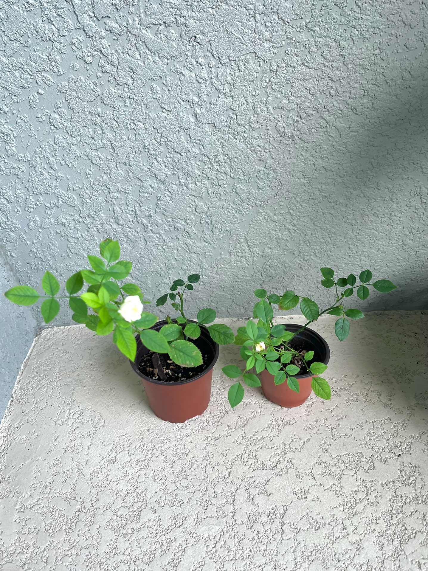 White Mini rose Plant $3 Each