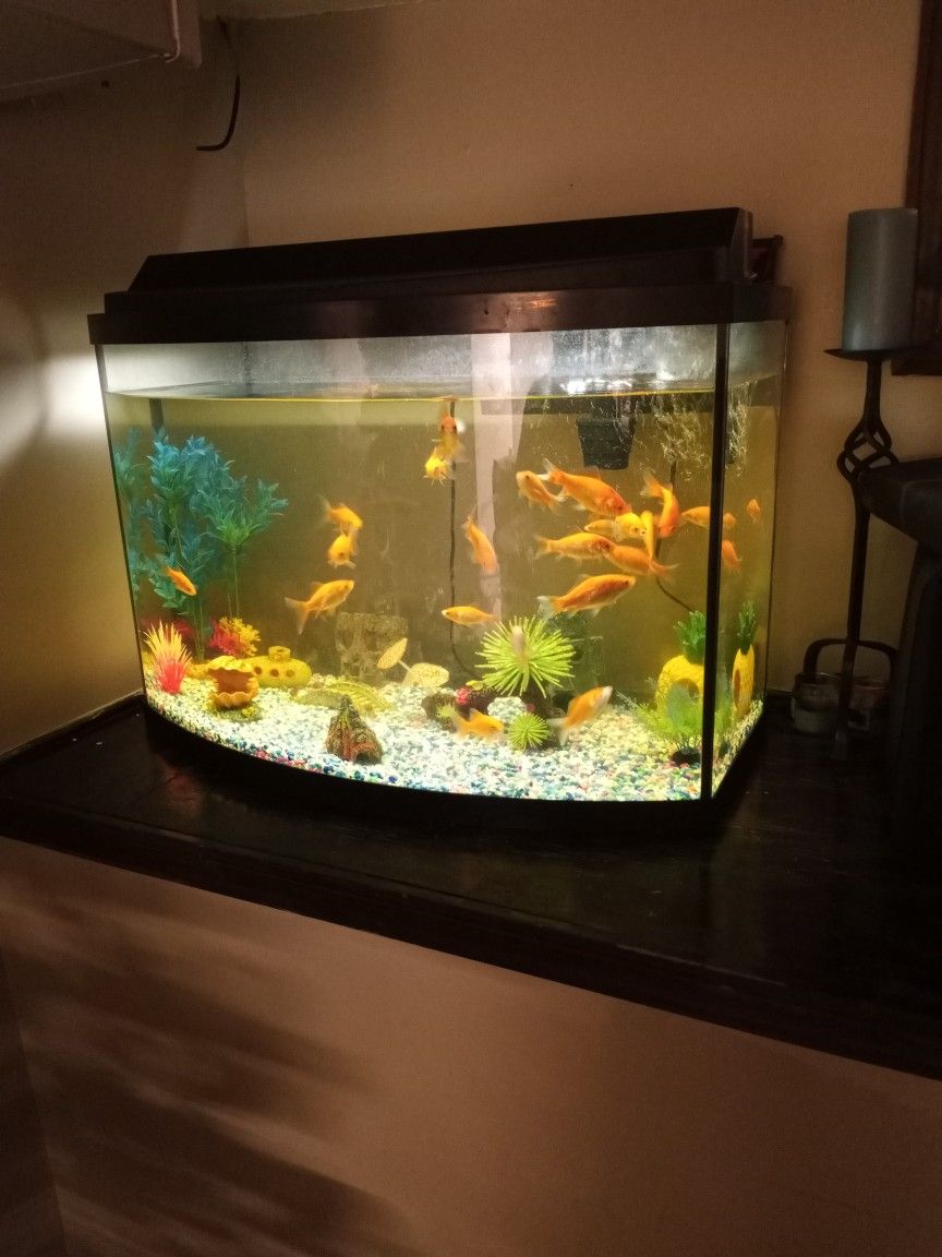 2 fish tanks