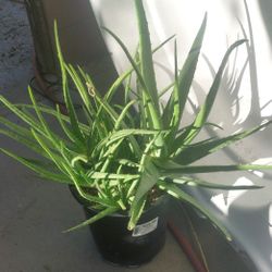 Over 10 Aloe Vera Plants In 8" 3 Gallon Pot