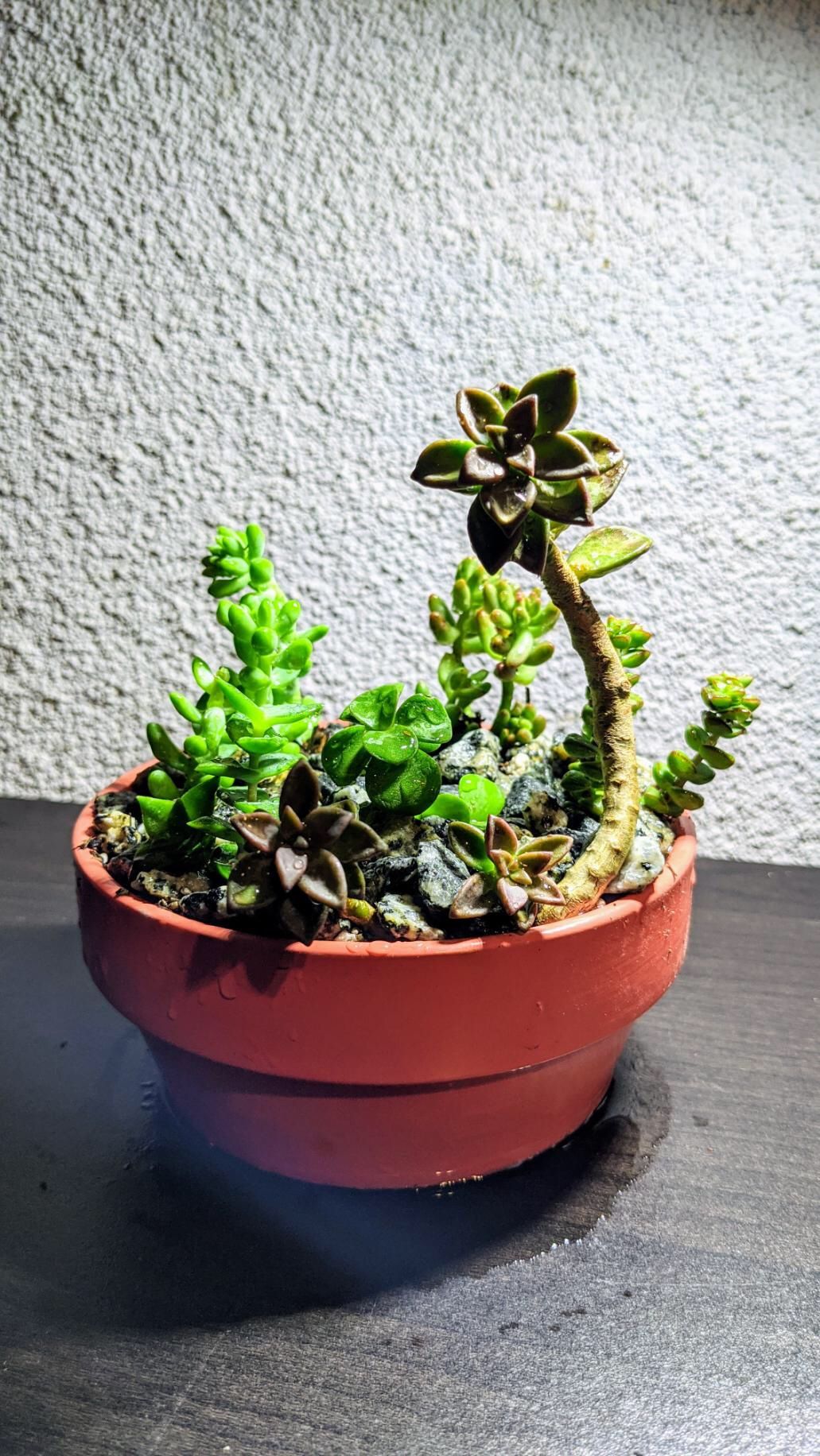 Small succulent arrangement
