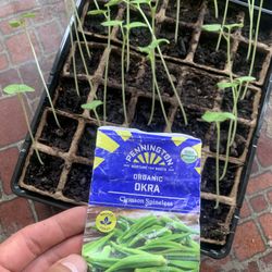Organic Okra 