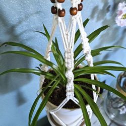 Mature Spider Plant In Rustic Terracotta White Pot And Handmade Macrame Hanger