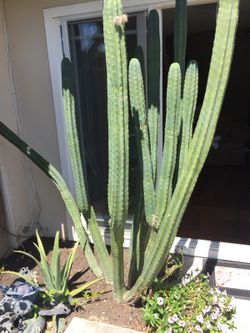 San Pedro Cactus