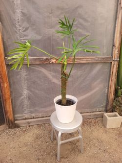 Split Leaf climber 8" Nursery Pot