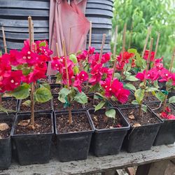 Bougainvillea Flowers