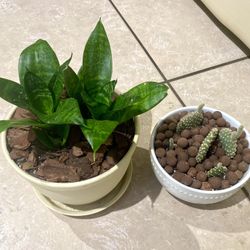 Star Snake Plant And Bunny Ears Cactus