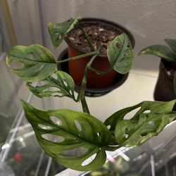 Three plants  - one price