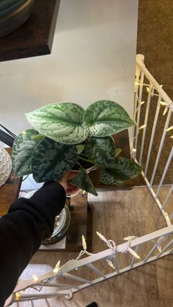 Exotica Plant 