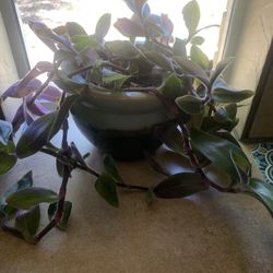 Plant for home!   Ceramic pot