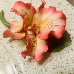 Capodimontea  Yellow/pink Orchid