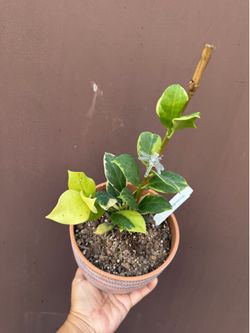 6” rare Hoya obscura variegated