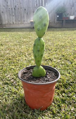 Mini Opuntia Cactus 🌵