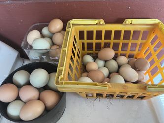 Organic Fresh Easter Eggs