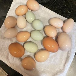 Fresh eggs. 