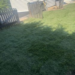 Sod Installation Certified Sod 