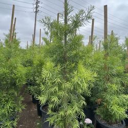 🔥🔥🔥 Podocarpus