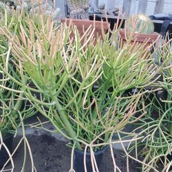 Firesticks Plant