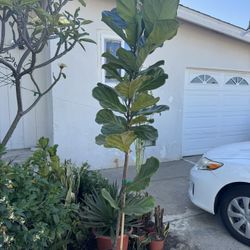 Fiddle Leaf Fig 7 Feet