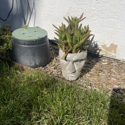 Plant In Interesting Pot