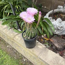 Cactus