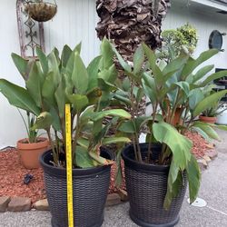 Canna Lilies Plant With Pots Ready to go a Set Very Hardy 