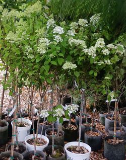 Hydrangea Trees