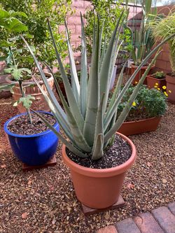 Large Aloe Vera in 16” pot.