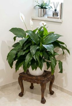 Lush Wide Leaf King Peace Lily Plant Starter/ indoor plant/ house Plant) flower patio garden