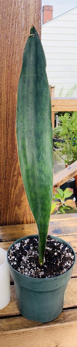 Live Whale Fin Snake 🐍 plant in a plastic nursery planter pot—firm price