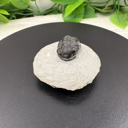 Fossilized Trilobite Stone