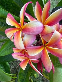 Plumerias various colors