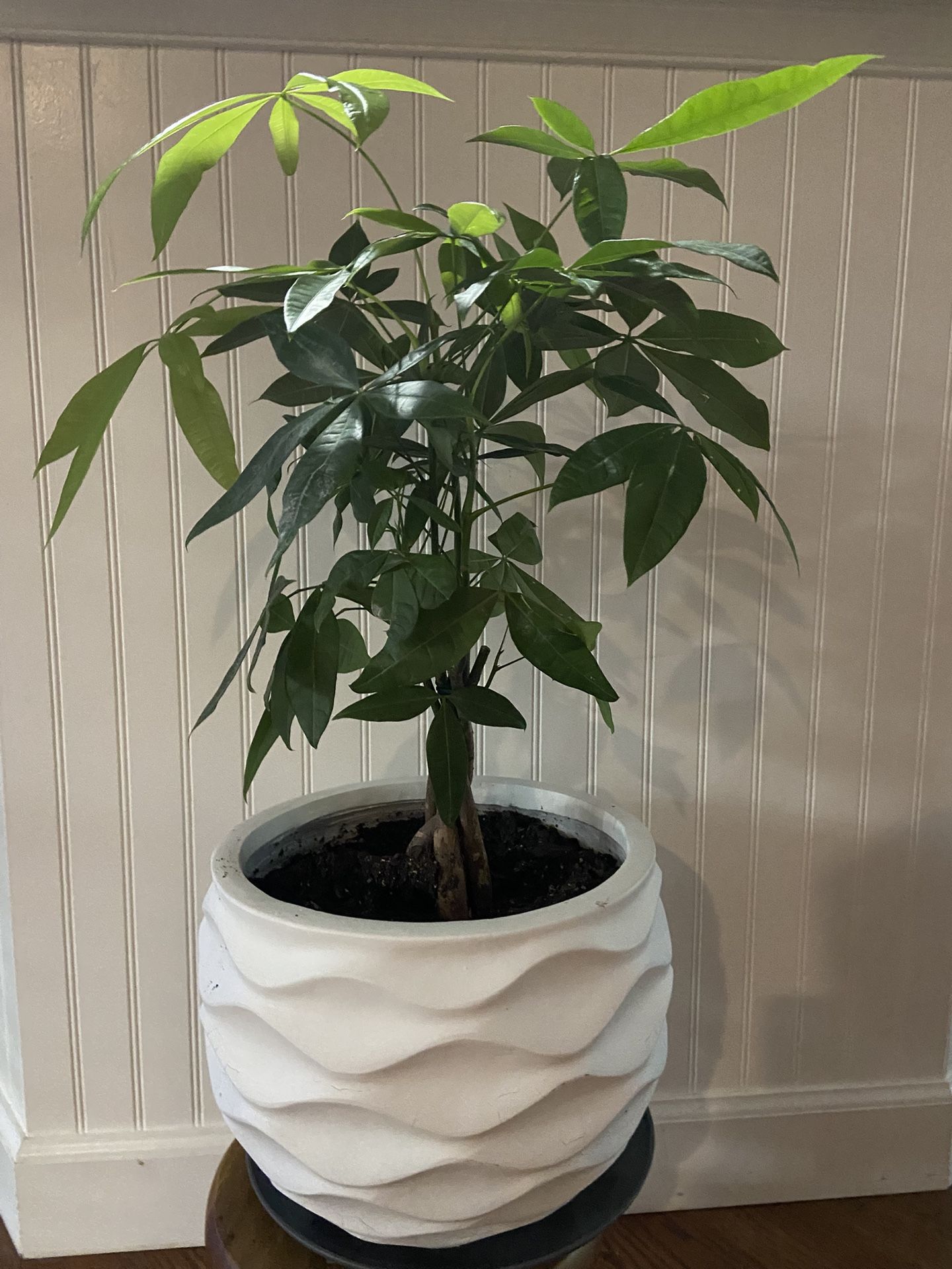 Money Tree