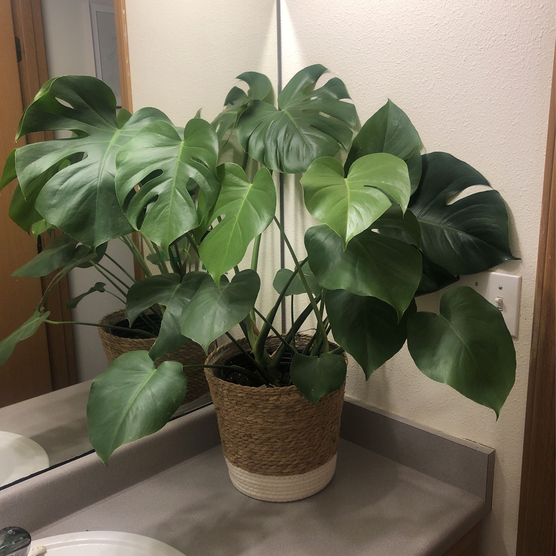 Monstera Plant With Plant Basket 