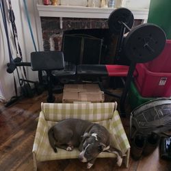 Weight Bench