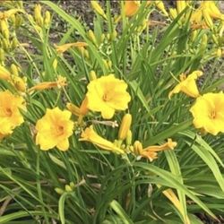 Daylilly Plant Roots