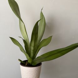 Moonshine Snake plant