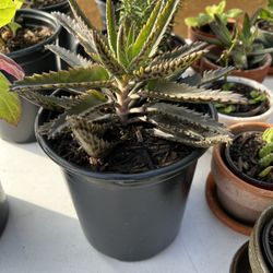 Plants 🪴 5.00 Each Papaya Avocado Romero Ruda Mala Madre 