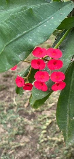 Crown of Thorns plant