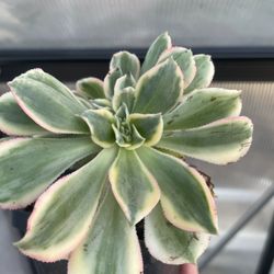 Crested Aeonium Sunburst Succulent 