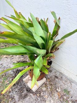 Bromeliads in large Mexican clay pot