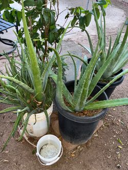 So many different plants available for sale