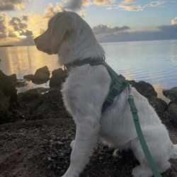 Wild One Harnesses & Leash 