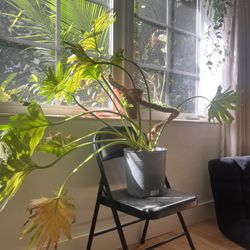 Monstera Deliciosa Plant