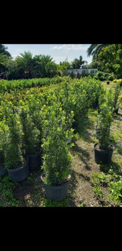 Clusias , Podocarpus, Arecas Palms , Palms