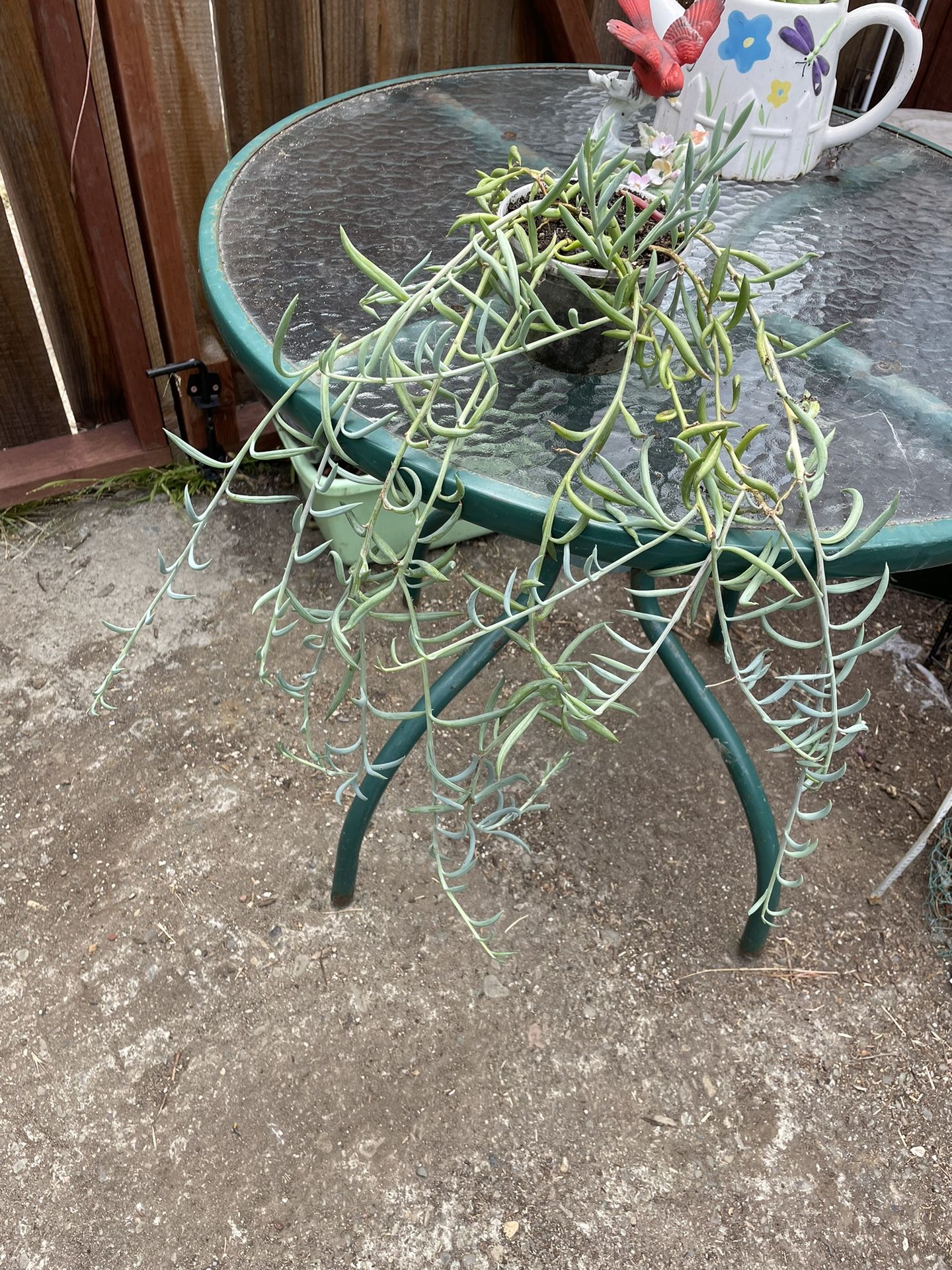 String Of Pearls Plant Pot