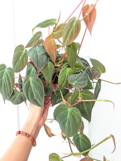 Philodendron Mican Plant 6" Pot - Indoor House Plants